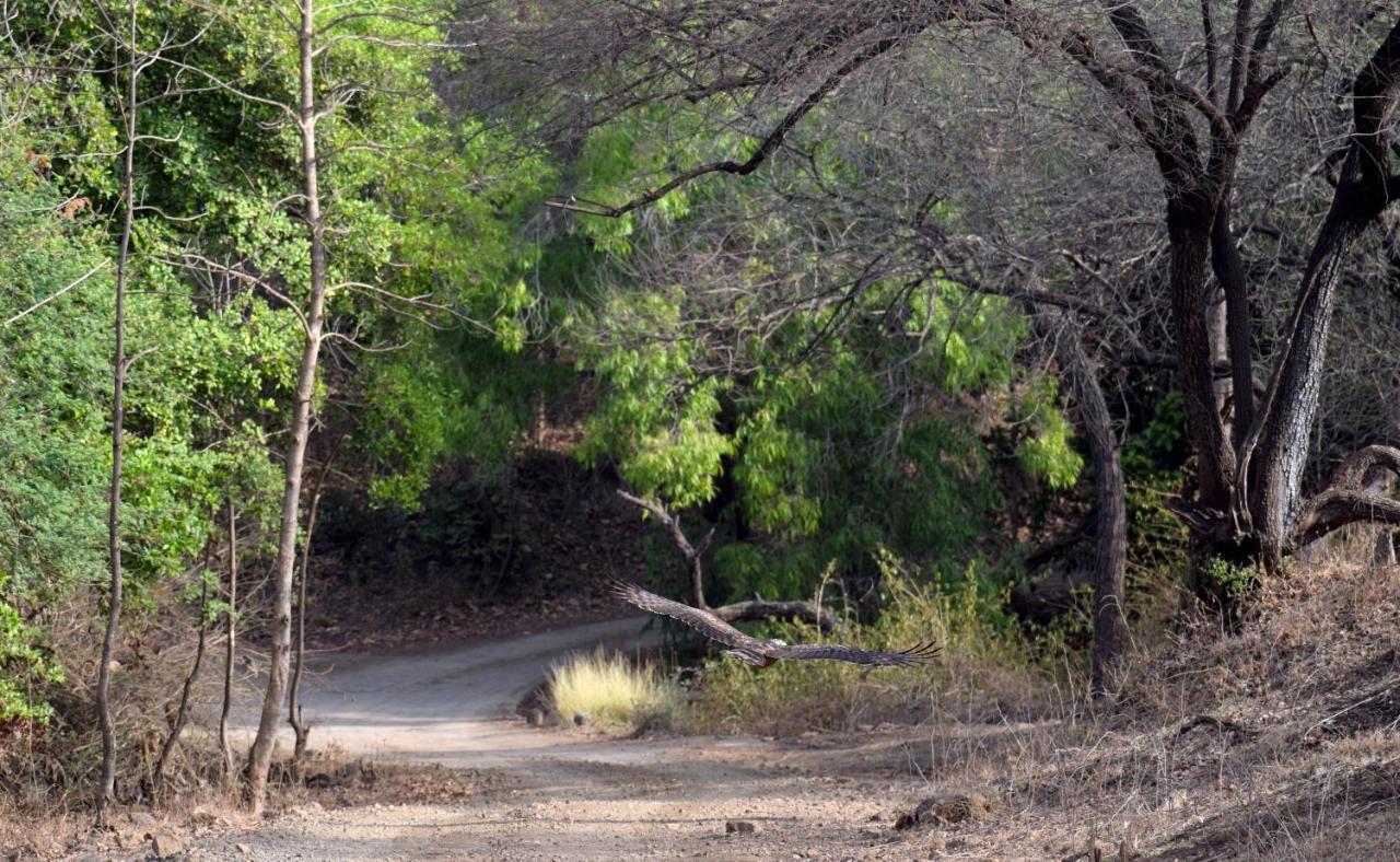 The Postcard Gir Wildlife Sanctuary Ξενοδοχείο Sasan Gir Εξωτερικό φωτογραφία